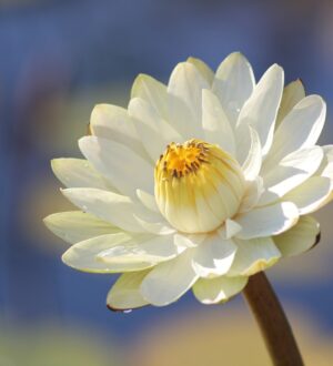 Пересмотр отношений с родителями и как мы выбираем своих родителей?